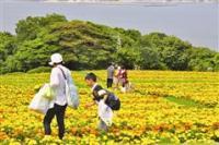 能古島マリーゴールド摘み放題 